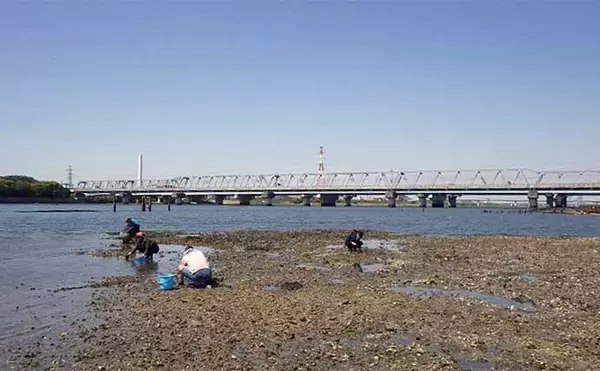 「江戸川河口での潮干狩りでホンビノス貝が大漁【東京】「広く浅く」がポイント？」の画像