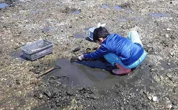 「江戸川河口での潮干狩りでホンビノス貝が大漁【東京】「広く浅く」がポイント？」の画像