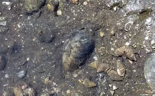 「江戸川河口での潮干狩りでホンビノス貝が大漁【東京】「広く浅く」がポイント？」の画像