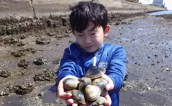 「江戸川河口での潮干狩りでホンビノス貝が大漁【東京】「広く浅く」がポイント？」の画像