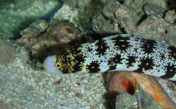 海のギャング＜ウツボ＞を自宅で飼育してみた　水槽のセットアップ＆エサやりのコツとは？