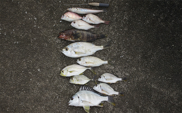 「秋は五目釣りの季節！」河口エリアの投げ＆チョイ投げ釣りで8魚種キャッチ！【和歌山】