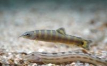 日本で絶滅危惧種の魚「アユモドキ」の仲間をカンボジアで食べてみた