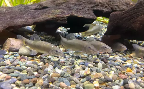 「日本で絶滅危惧種の魚「アユモドキ」の仲間をカンボジアで食べてみた」の画像