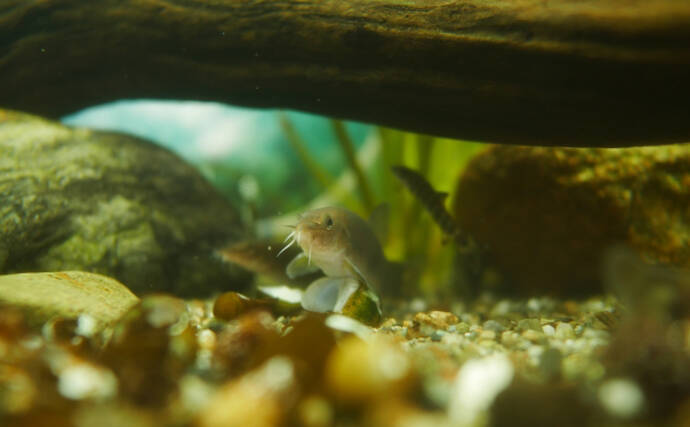 日本で絶滅危惧種の魚「アユモドキ」の仲間をカンボジアで食べてみた