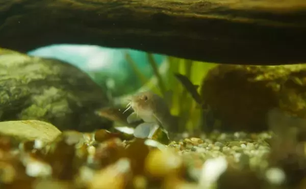 「日本で絶滅危惧種の魚「アユモドキ」の仲間をカンボジアで食べてみた」の画像