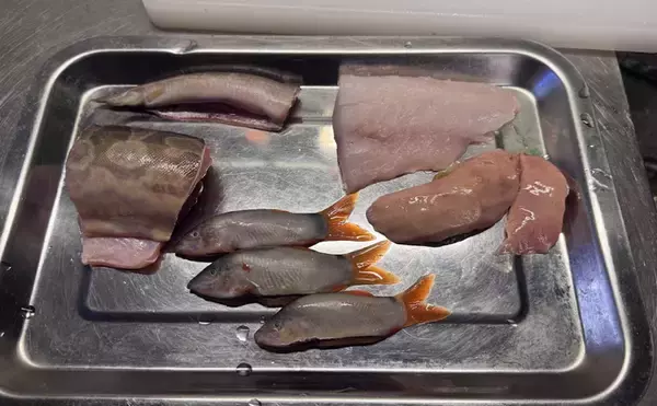 「日本で絶滅危惧種の魚「アユモドキ」の仲間をカンボジアで食べてみた」の画像