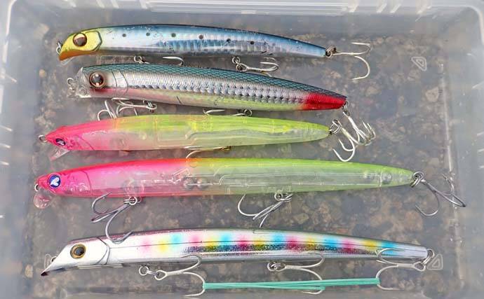 九頭竜川のリバーシーバスゲームで80cmランカー捕獲！【福井】細身ミノーがハマった夜