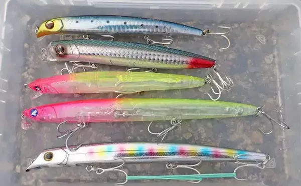 「九頭竜川のリバーシーバスゲームで80cmランカー捕獲！【福井】細身ミノーがハマった夜」の画像