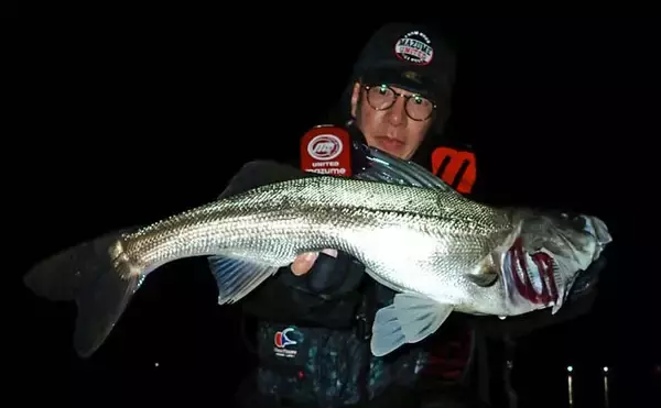 「九頭竜川のリバーシーバスゲームで80cmランカー捕獲！【福井】細身ミノーがハマった夜」の画像