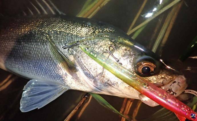 九頭竜川のリバーシーバスゲームで80cmランカー捕獲！【福井】細身ミノーがハマった夜