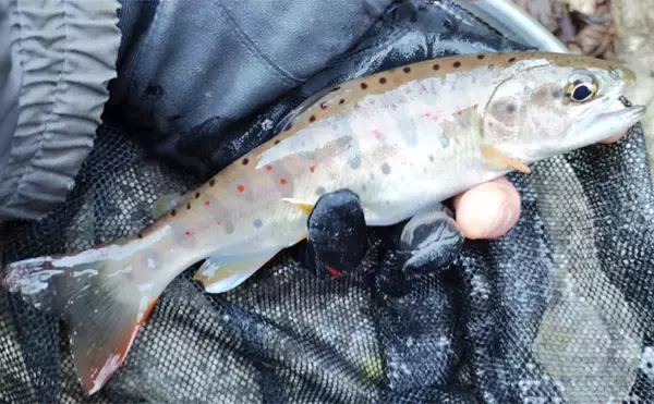 渓流解禁直前の【今こそ】渓流エサ釣り師がやるべきこと4選