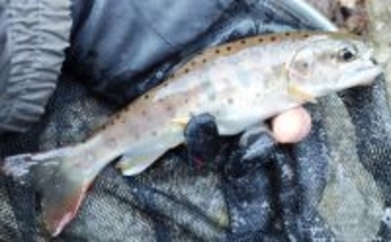 渓流解禁直前の【今こそ】渓流エサ釣り師がやるべきこと4選