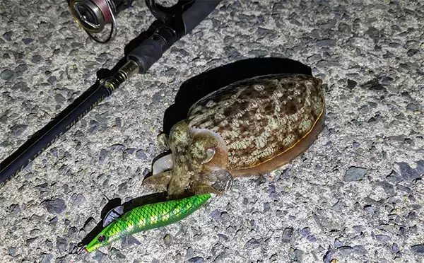 「「集魚灯って効果あるの？」 堤防ヤリイカエギングで本命＆コウイカ手中【京都】」の画像
