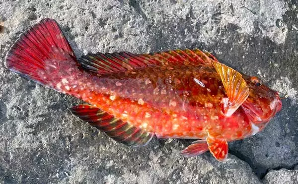 「ルアーロッド流用で磯からブダイ釣り　海苔エサで33cm本命をキャッチ」の画像