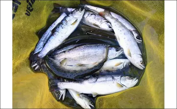 「【2022年】渓流エサ釣り入門　3・4・5月の特徴と釣り方を解説」の画像