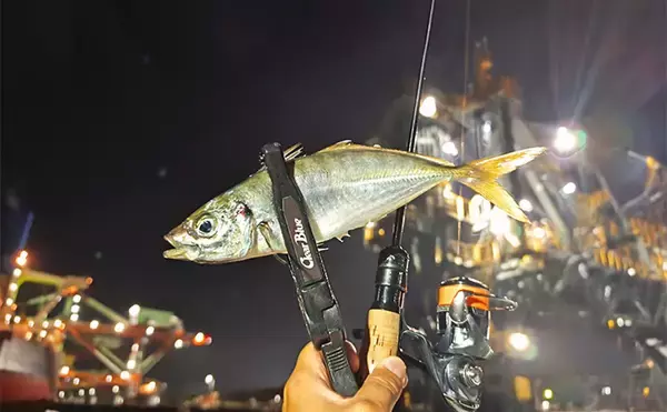 「ボートアジングで27cm頭に良型アジ入れ食い！【北九州】軽量ジグヘッドと小型ワームが的中」の画像