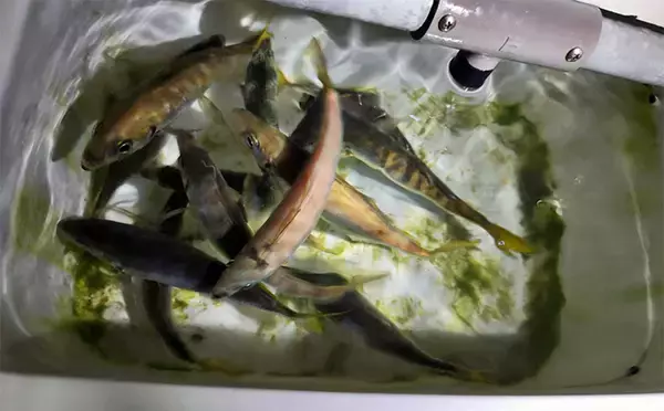 「ボートアジングで27cm頭に良型アジ入れ食い！【北九州】軽量ジグヘッドと小型ワームが的中」の画像