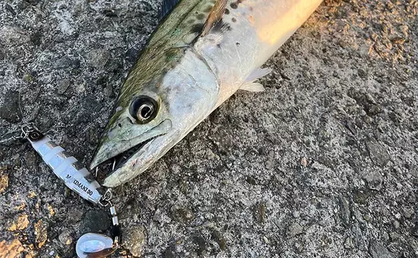 波止でのショアジギング釣行で50cm級肉厚サゴシをキャッチ！【大阪・泉南】