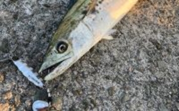 波止でのショアジギング釣行で50cm級肉厚サゴシをキャッチ！【大阪・泉南】