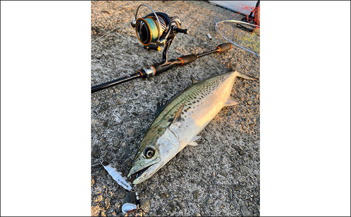 波止でのショアジギング釣行で50cm級肉厚サゴシをキャッチ！【大阪・泉南】