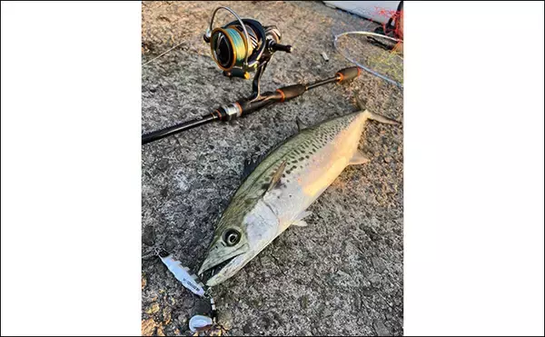 「波止でのショアジギング釣行で50cm級肉厚サゴシをキャッチ！【大阪・泉南】」の画像