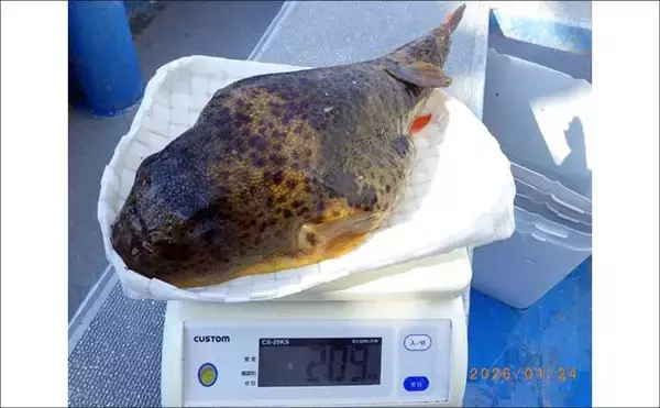 「【沖釣り釣果速報】1.5kg超オニカサゴ堂々浮上！底物五目で高級魚多彩（愛知・静岡）」の画像
