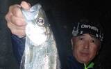 「「ヒラスズキ釣りシーズン到来」夜の電気ウキ釣りで45cm頭に本命連発【上天草・熊本】」の画像1