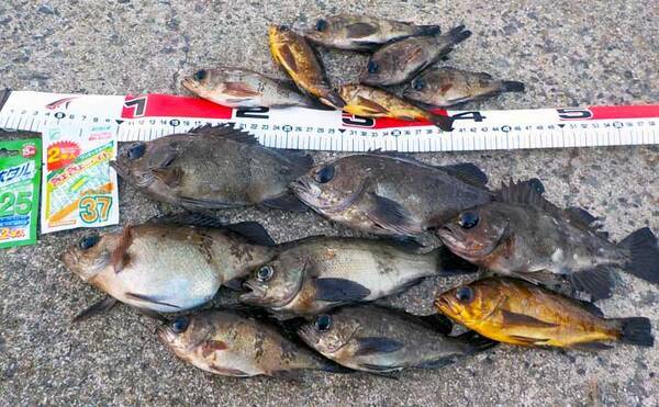 のべ竿 での堤防メバル釣りで良型含め連発 夜明け前にヒット集中 22年1月26日 エキサイトニュース