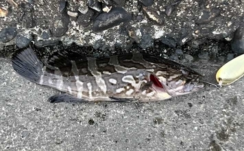 「だって知らなかったんだもん！」ダイソースプーンで高級魚クエを釣りあげる【静岡・表鷲津湖岸公園】