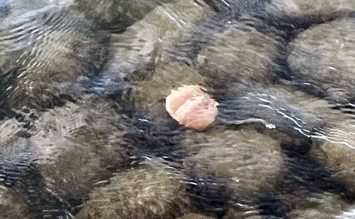 「だって知らなかったんだもん！」ダイソースプーンで高級魚クエを釣りあげる【静岡・表鷲津湖岸公園】