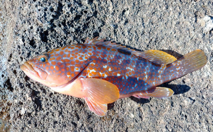 一体何種類あるの？ 「アコウ（赤魚）」と呼ばれる全国各地の魚たち