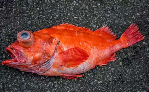 「一体何種類あるの？ 「アコウ（赤魚）」と呼ばれる全国各地の魚たち」の画像