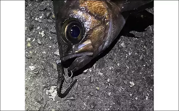 「細かすぎるライトゲームの話　ジグヘッドのフックカラーは金と鉛で何が違う？」の画像