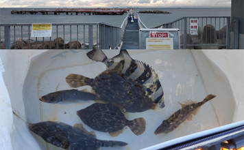 須磨海釣り公園で陸っぱりカワハギ釣りに挑戦【兵庫】エサ取りに苦戦も本命5匹を手中!