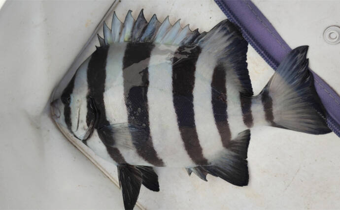 須磨海釣り公園で陸っぱりカワハギ釣りに挑戦【兵庫】エサ取りに苦戦も本命5匹を手中！