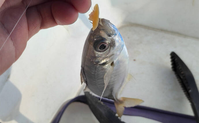 須磨海釣り公園で陸っぱりカワハギ釣りに挑戦【兵庫】エサ取りに苦戦も本命5匹を手中！