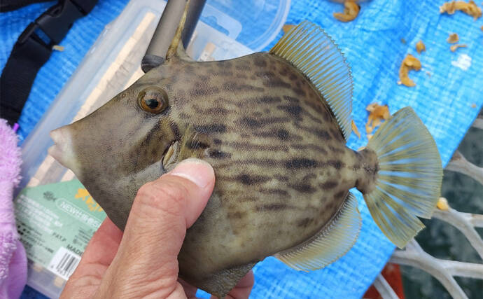 須磨海釣り公園で陸っぱりカワハギ釣りに挑戦【兵庫】エサ取りに苦戦も本命5匹を手中！
