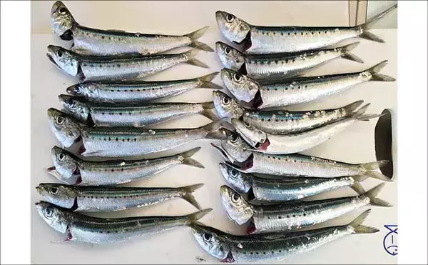 「女川港のイワシサビキ釣りで2時間60尾の入れ食いを堪能【宮城】海面が騒ぐほどの群れ来襲」の画像