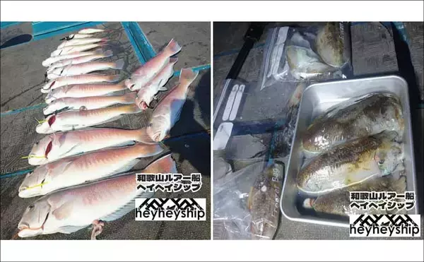 「関西エリアの【船釣り特選釣果】タイサビキでマダイ好反応！青物・根魚も各地で上向き」の画像