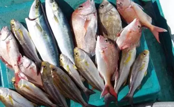 「関西エリアの【船釣り特選釣果】タイサビキでマダイ好反応！青物・根魚も各地で上向き」の画像