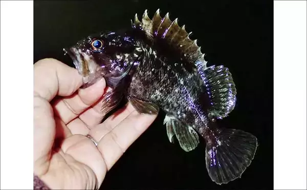 「夜の堤防ルアー釣りで51cm良型シーバス好捕【四日市港・三重】カサゴは連発！」の画像