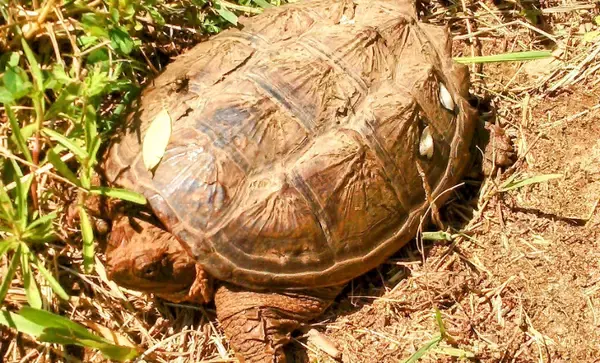 危険外来種「カミツキガメ」の駆除に手応えあり　千葉県は外来生物銀座だった？
