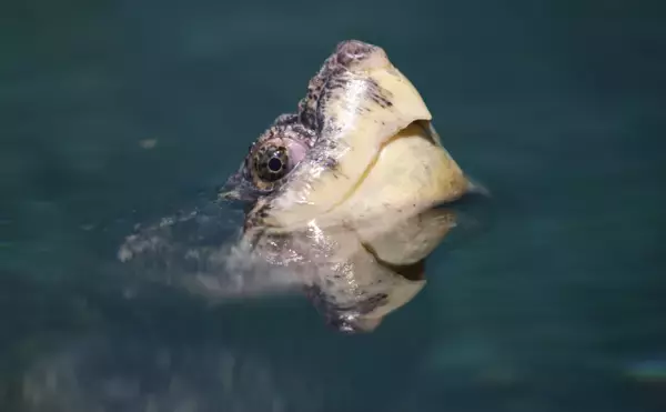 「危険外来種「カミツキガメ」の駆除に手応えあり　千葉県は外来生物銀座だった？」の画像