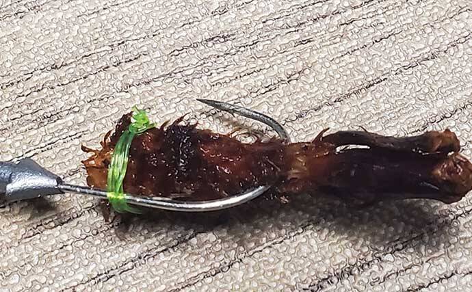 リスが作った天然ルアー「森のエビフライ」で釣りしてみた　狙い通りキジハタがヒット！