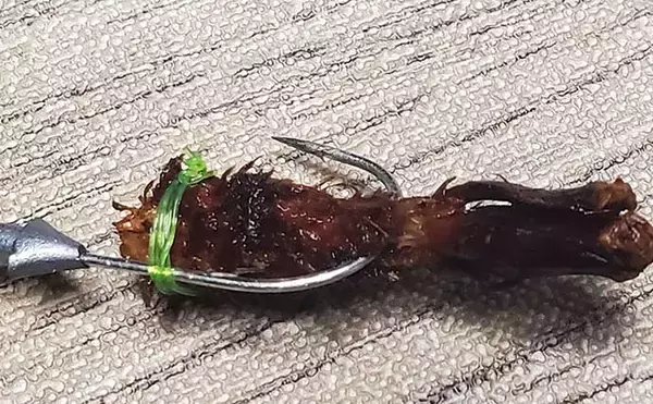「リスが作った天然ルアー「森のエビフライ」で釣りしてみた　狙い通りキジハタがヒット！」の画像