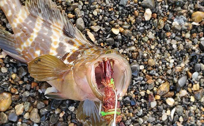リスが作った天然ルアー「森のエビフライ」で釣りしてみた　狙い通りキジハタがヒット！