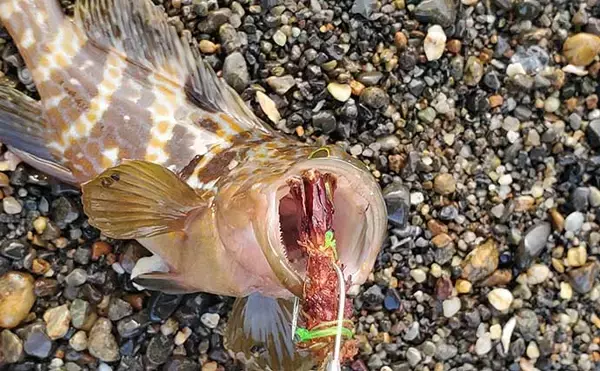 「リスが作った天然ルアー「森のエビフライ」で釣りしてみた　狙い通りキジハタがヒット！」の画像