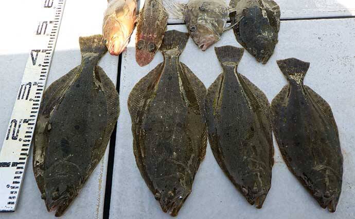 泳がせ船でハタ混じりにヒラメ好調　【愛知県】の沖釣り最新釣果情報
