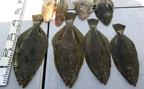 「泳がせ船でハタ混じりにヒラメ好調　【愛知県】の沖釣り最新釣果情報」の画像